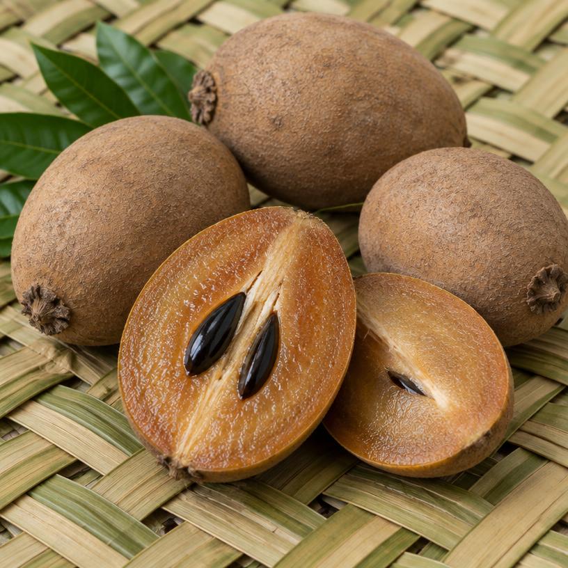 Sapodilla