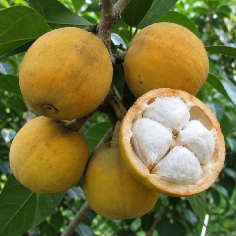 Santol