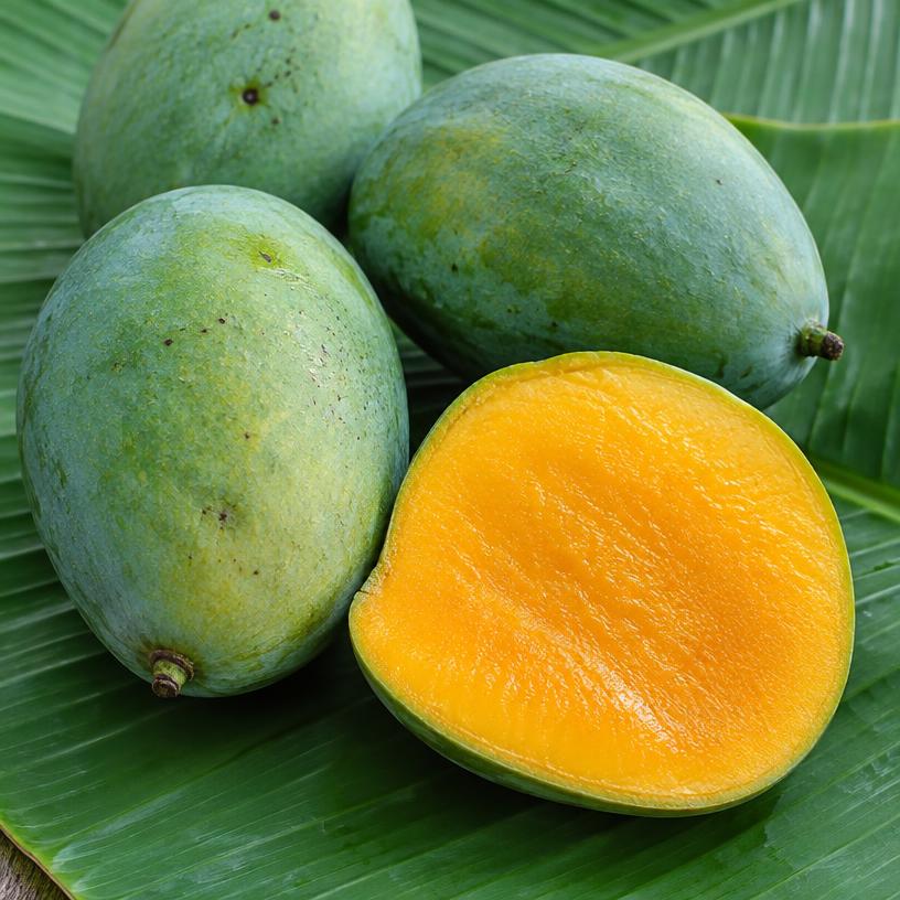 Harum Manis mango