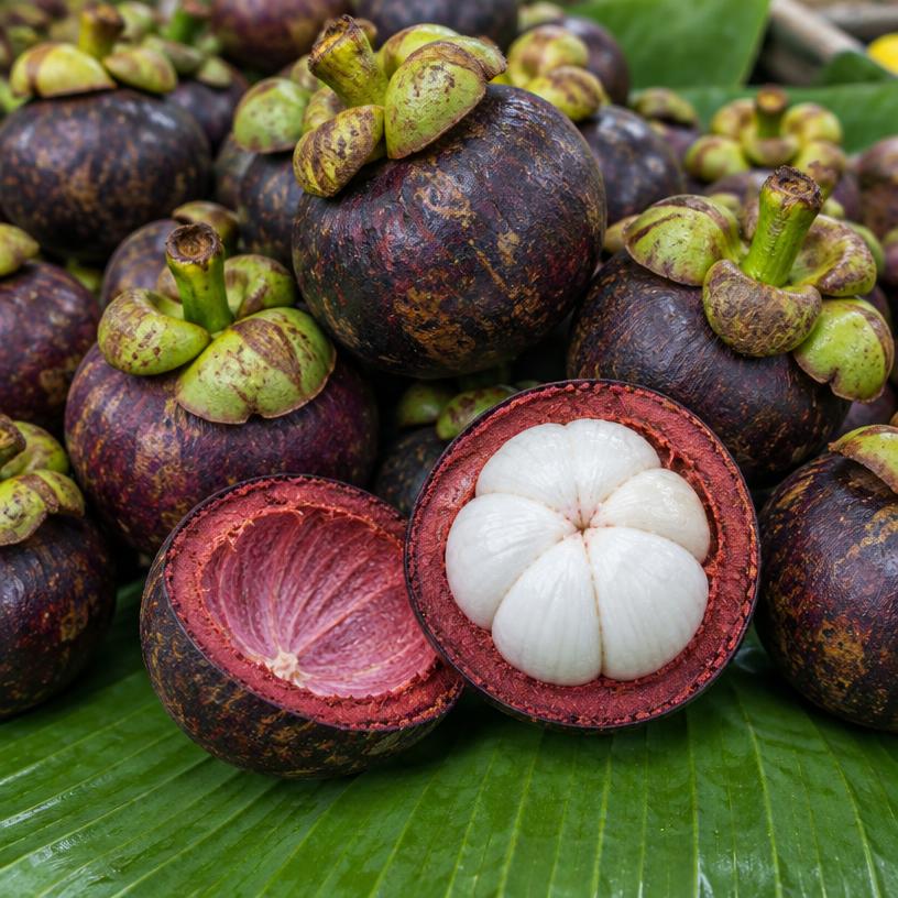 Mangosteen
