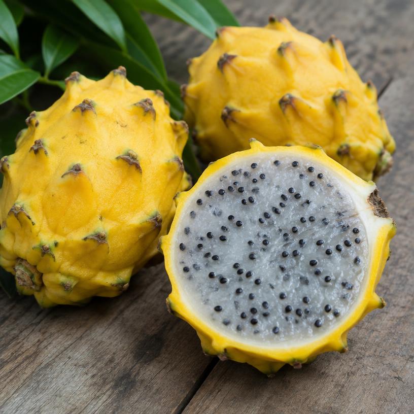 Yellow pitahaya